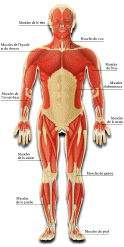 les muscles sollicits (devant)